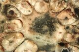 Petrified Seed Fern (Rhexoxylon) Slab - Zimbabwe #222129-1